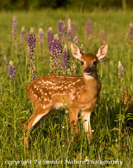 Whitetail Fawn & Wildflowers