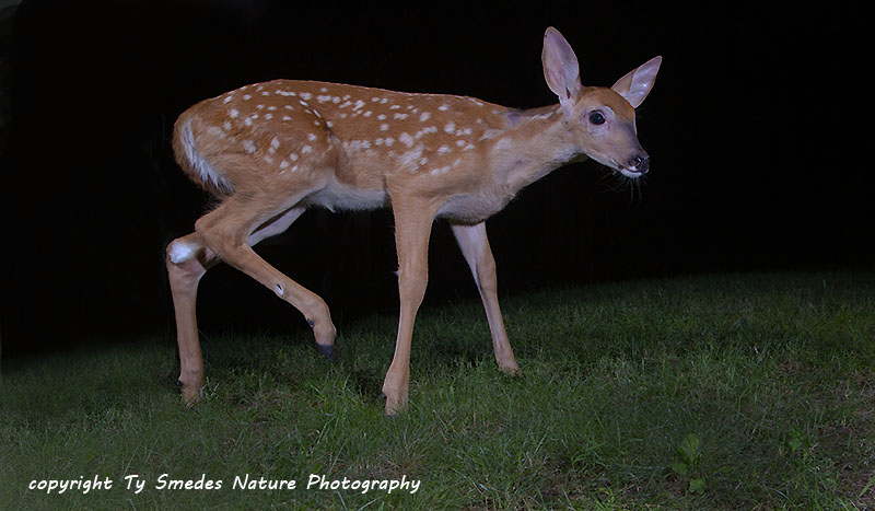 Fawn at Night