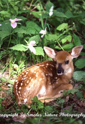 Whitetail Fawn in Trillium