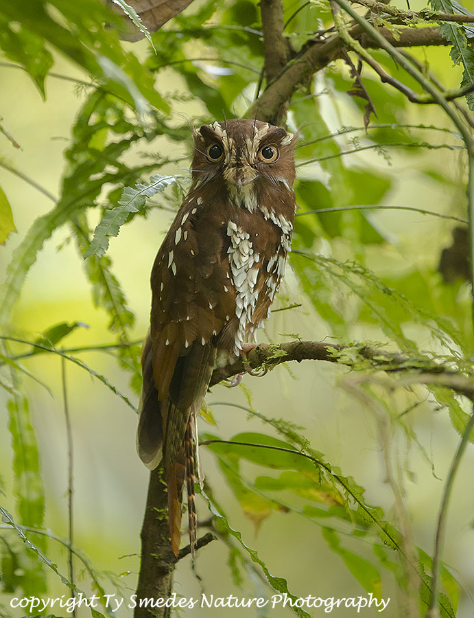 Feline Owlette Nightjar - West Papua