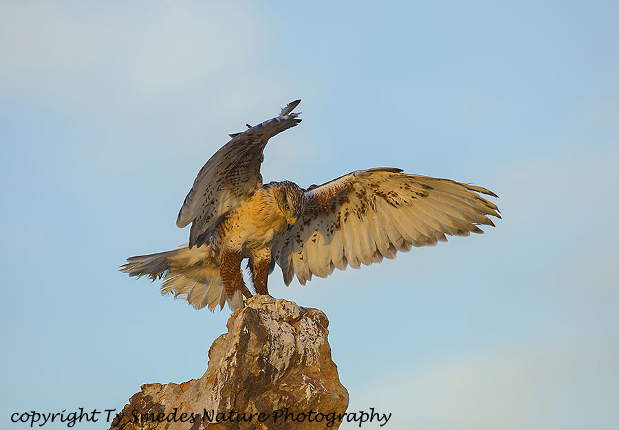 Ferruginous Hawk landing
