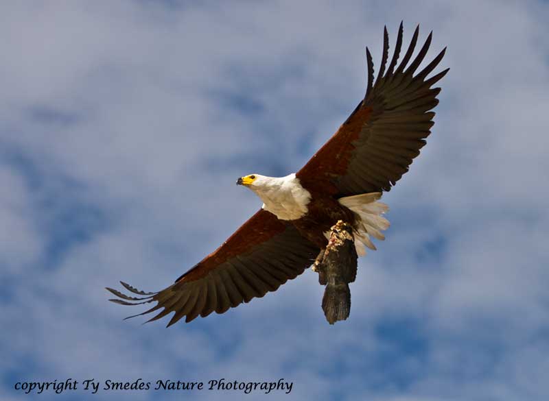 African Fish Eagle with fish - Botswana