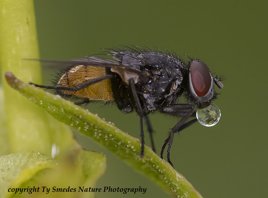 Unidentified Fly - seemingly checking his crystal ball