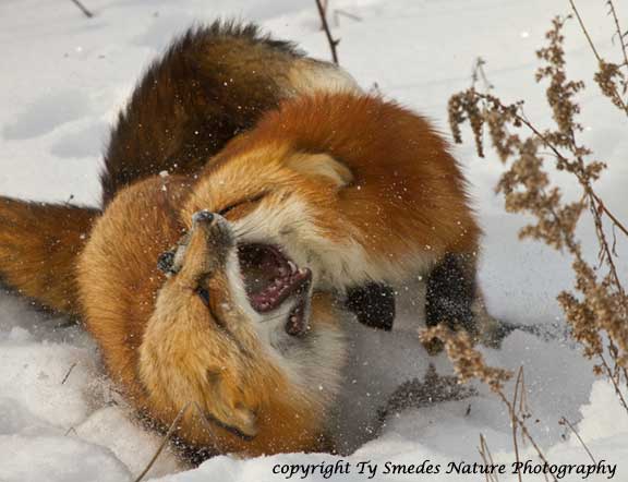 Two Red Fox fighting over a squirrel