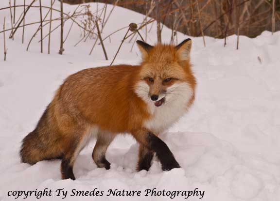 Red Fox in Snow