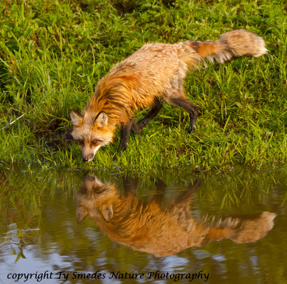 Red Fox Reflection