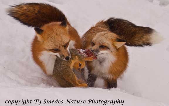Two Red Fox fighting over a Fox Squirrel