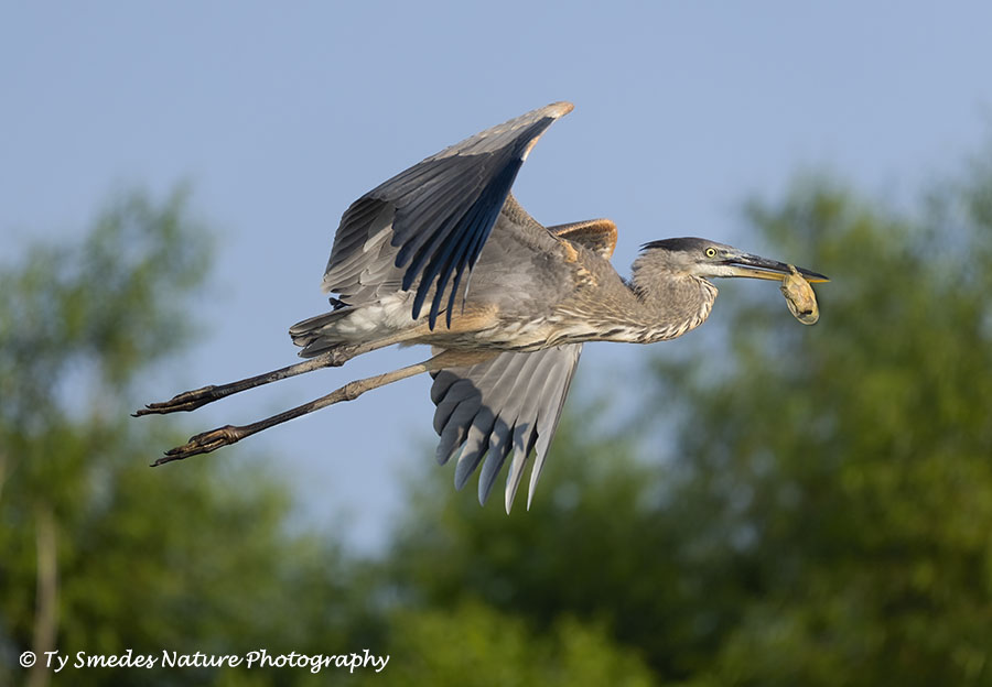 Great Blue Heron with Soft-shell Turtle