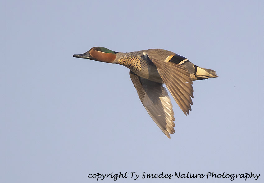 Green-winged Teal Drake in Flight