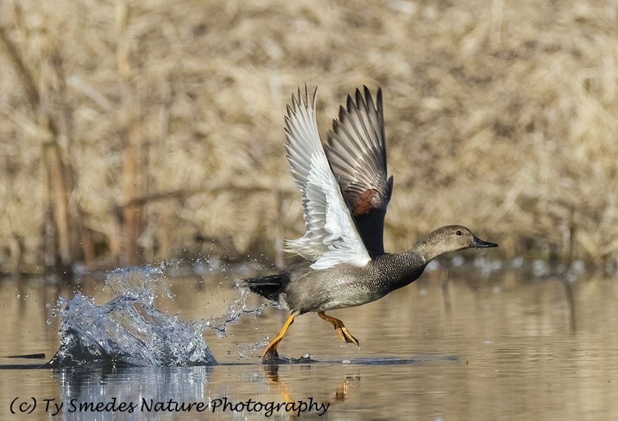 Drake Exploding off the water