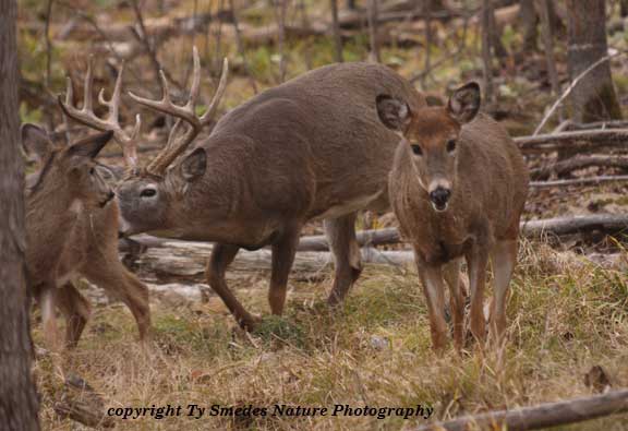 11Pt buck following doe, during the rut