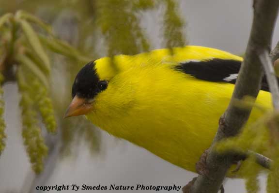 Male Goldfinch in Shingle Oak