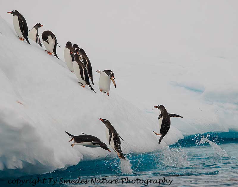 Gentoo Penguins - Grounded Iceberg, Danco Island, Antarctic Peninsula