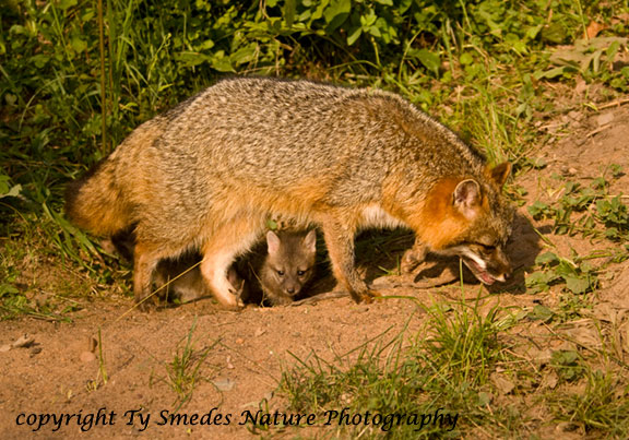 Gray Fox at den with Kit