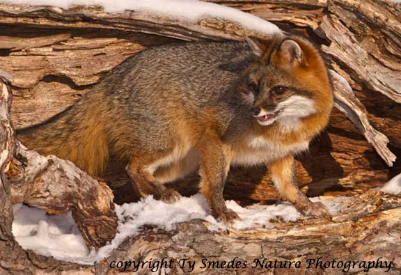 Gray Fox coming out of hollow log