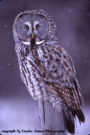 Great Gray Owl hunting