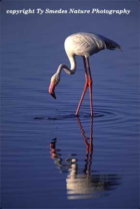Greater Flamingo in Kenya