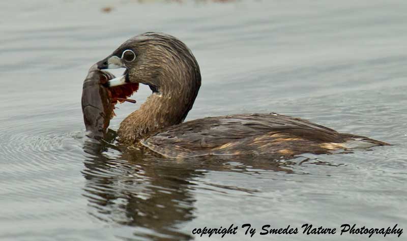 Pied-billed Grebe with Crayfish