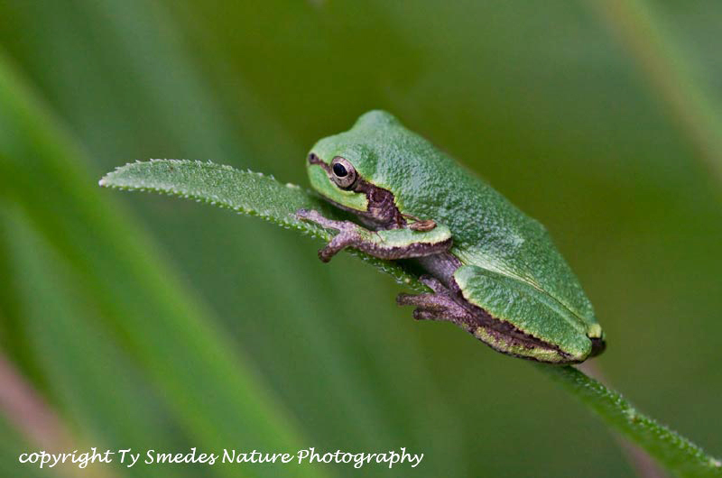 Green Tree Frog on Sunflower leaf
