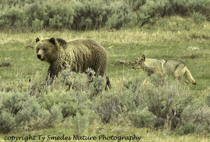 Coyote Following Grizzly