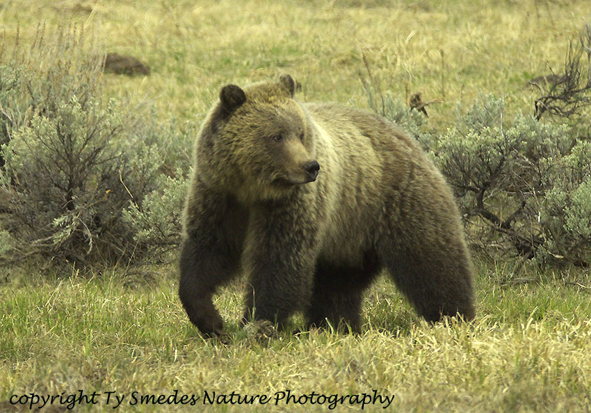 Grizzly Watching Coyote
