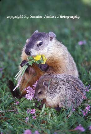 Groundhog Mother with Baby