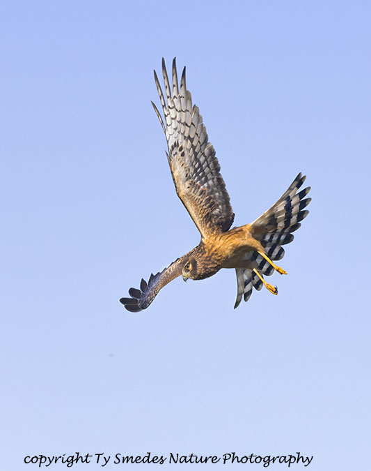 Northern Harrier Diving at Prey