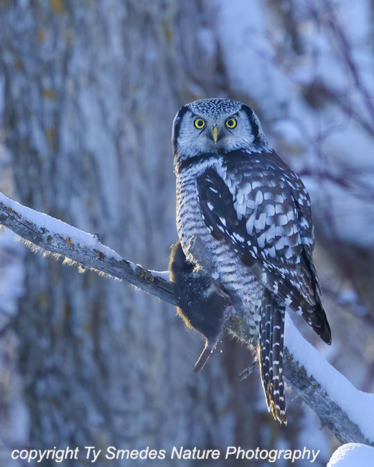 Northern Hawk-Owl with Rodent
