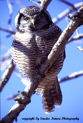 Northern Hawk Owl