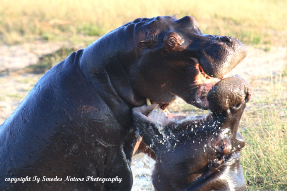 Hippo Fight along the Chobe River, Botswana