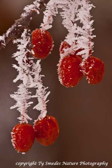 Hoar frost on berries