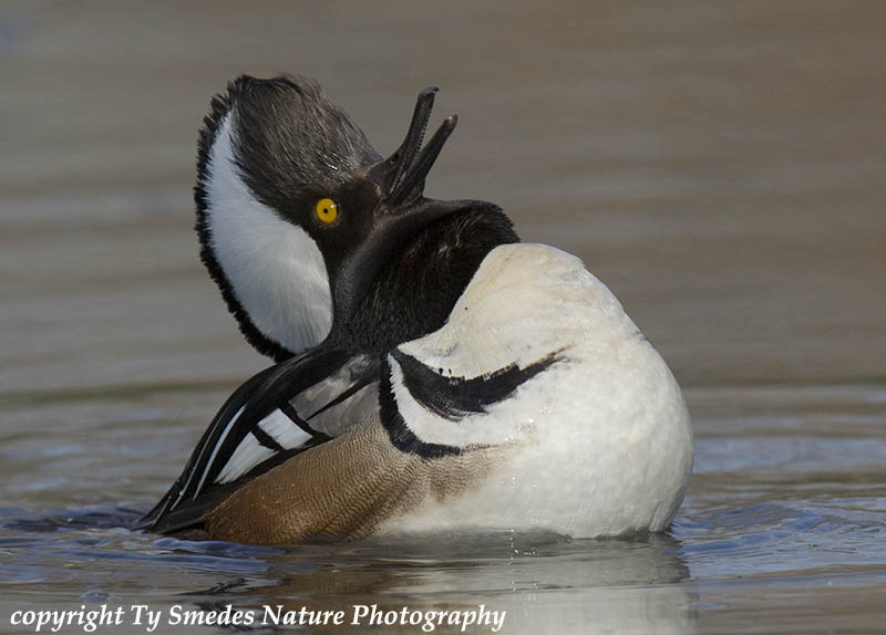 Hooded MerganserDrake Displaying