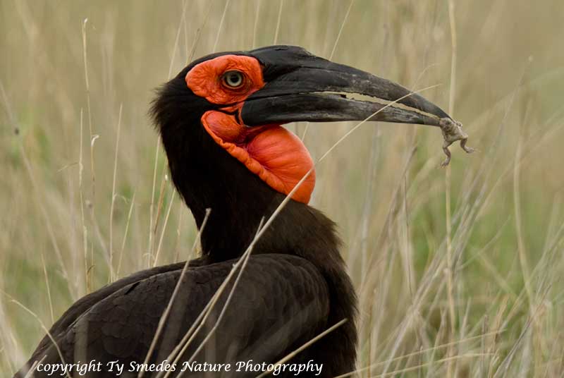 Ground Hornbill with Toad - Botswana