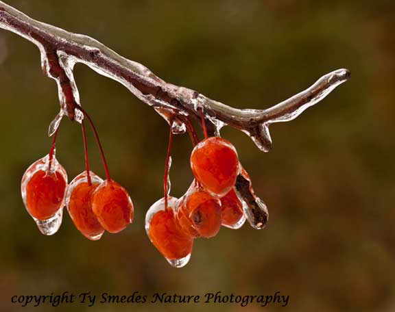 Berries after an ice storm