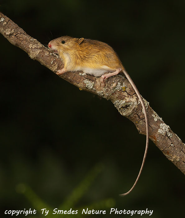 Meadow Jumping Mouse