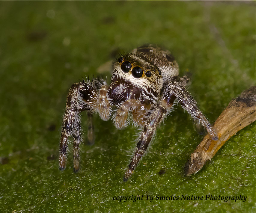 Male Jumping Spider on Cup Plant