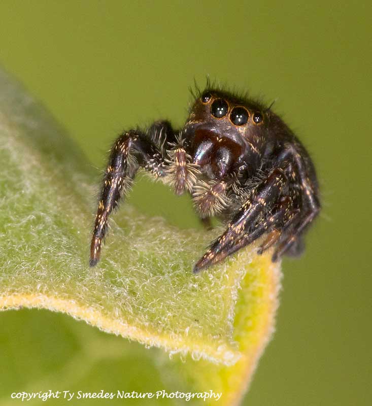 Jumping Spider on Milkweed Leaf