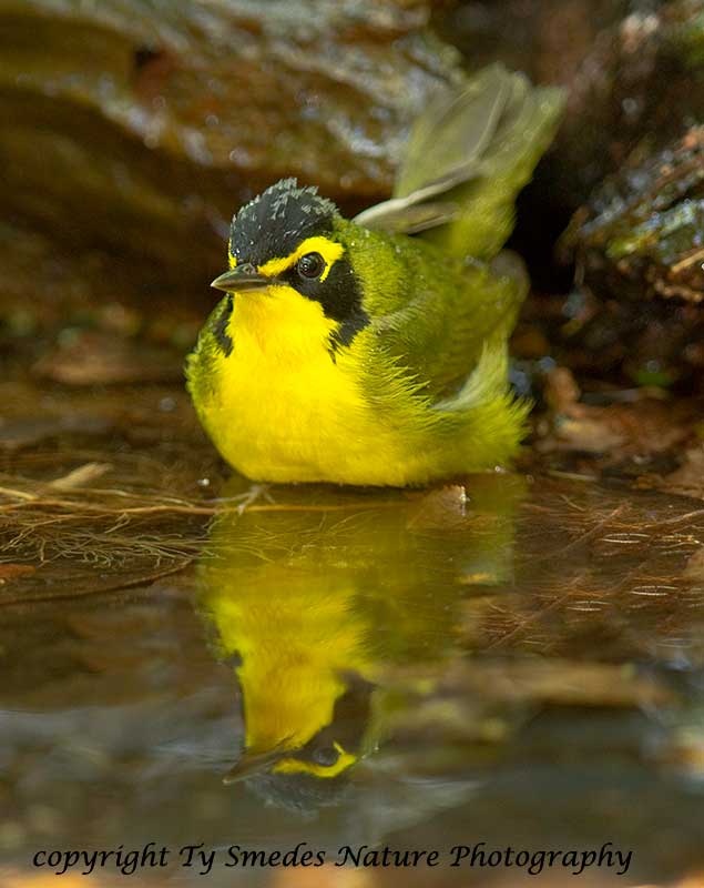 Kentucky Warbler (male) Bathing