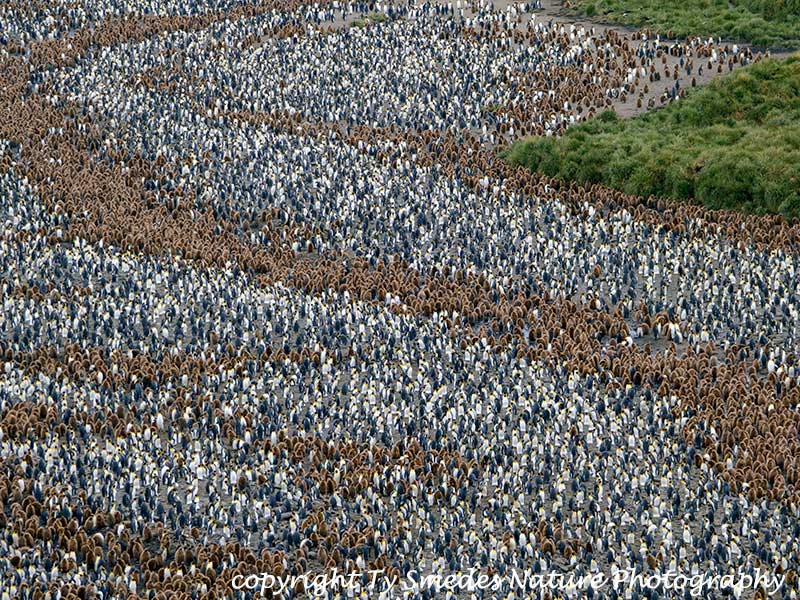 King Penguin Colony, Salsbury Plain, South Georgia Island