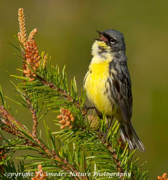 Endangered Singing Kirtland's Warbler Male