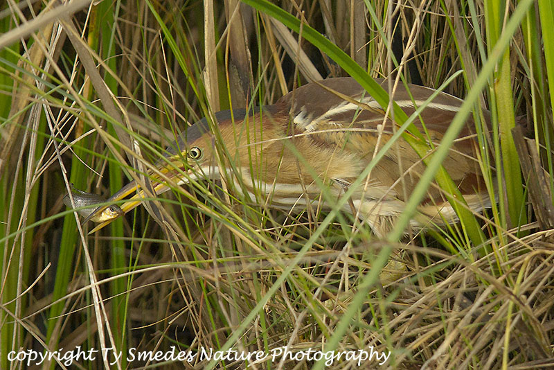 Least Bittern with small fish