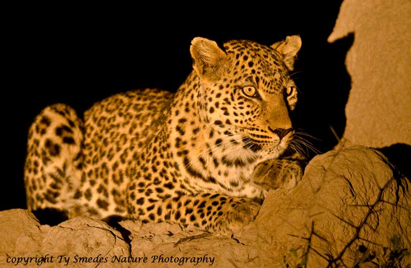 Leopard on Termite Mound - Botswana