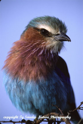 Lilac-breasted Roller in Tanzania