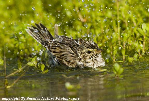 Bathing Lincoln's Sparrow, South Texas