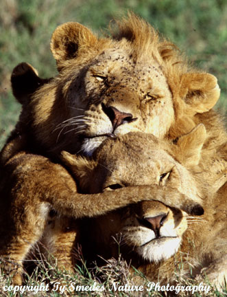 Serengeti Lion Family