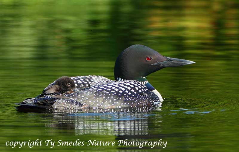 Female Common Loon with youngster on her back