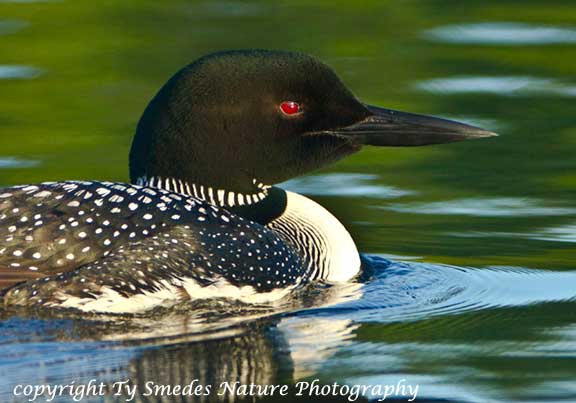Male Loon loafing near nesting female