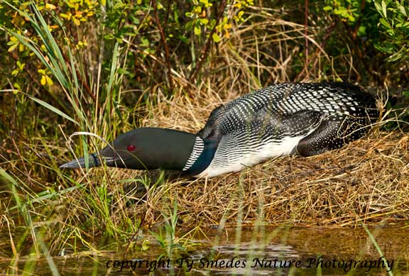 Common Loon on nest