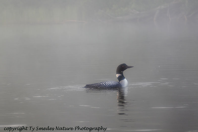 Loon In Early Morning Fog