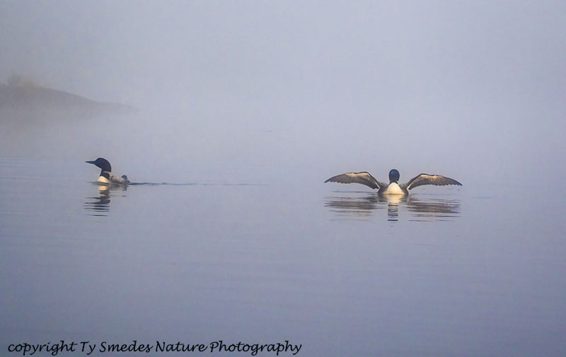 Loons In Early Morning Fog